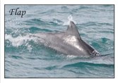 Adopt a Dolphin - Flap