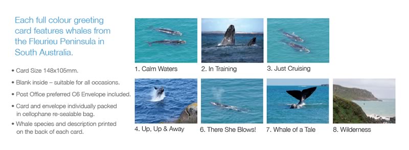 Whale Greeting Cards